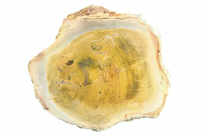 Colorful Petrified Wood (Araucaria) Slab - Madagascar #304926